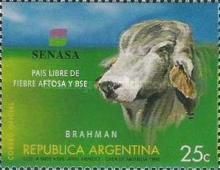 Brahman (Bos primigenius indicus)