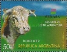 Hereford Cattle (Bos primigenius taurus)