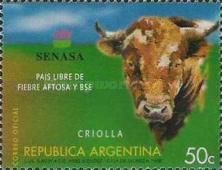 Criolla (Bos primigenius taurus)