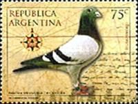 Carrier Pigeon (Columba livia forma domestica)