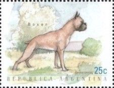 Boxer (Canis lupus familiaris)