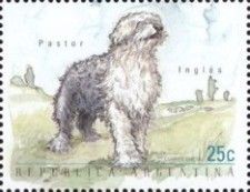 English sheepdog (Canis lupus familiaris)