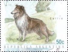 Collie (Canis lupus familiaris)