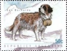 Saint Bernard (Canis lupus familiaris)