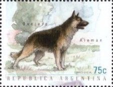 German Shepherd (Canis lupus familiaris)