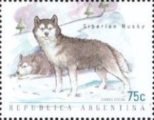 Siberian Husky (Canis lupus familiaris)
