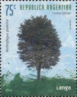 Lenga (Nothofagus pumilio)