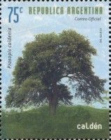 Caldèn (Prosopis caldenia)