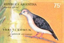 White-tipped Dove (Leptotila verreauxi)