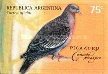 Picazuro Pigeon (Columba picazuro)