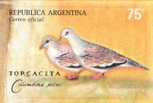 Picui Ground Dove (Columbina picui)