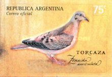 Eared Dove (Zenaida auriculata)
