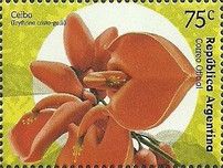 Ceibo (Erythrina crista-galli)