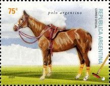 Polo Argentino (Equus ferus caballus)
