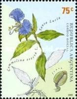 Santa Lucia (Commelina erecta)