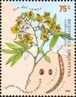 Sen del campo (Senna corymbosa)
