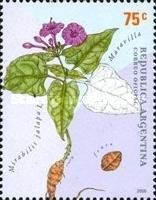 Maravilla (Mirabilis jalapa)