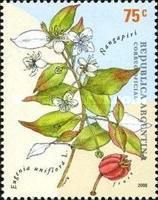 Ńangapiri (Eugenia uniflora)