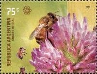 Honey Bee (Apis mellifica) on Clover Blossom