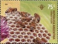 Honey Bee (Apis mellifica) on Honeycomb