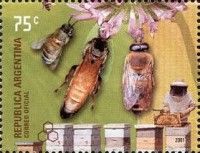 Worker, Queen and Drone (Apis mellifica)
