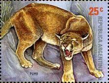 Puma (Felis concolor)