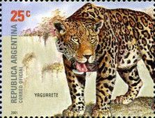 Jaguar (Panthera onca)