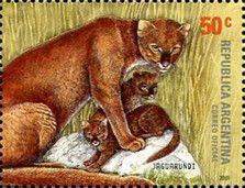 Jaguarundi (Herpailurus yagouaroundi)