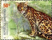 Ocelot (Leopardus pardalis)