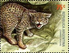 Mountain Cat (Felis geoffroyi)