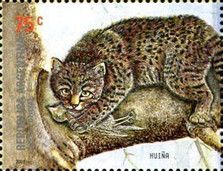 Huiña (Leopardus guigna)