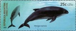 Burmeister's porpoise (Phocoena spinipinnis)