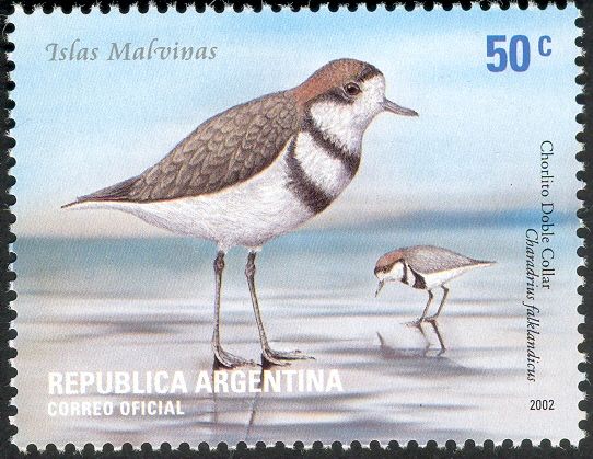 Two-banded Plover (Charadrius falklandicus)