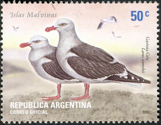Dolphin Gull (Larus scoresbii)