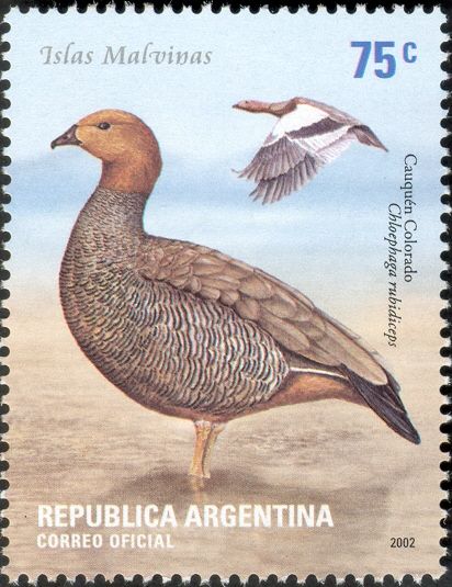 Ruddy-headed Goose (Chloephaga rubidiceps)