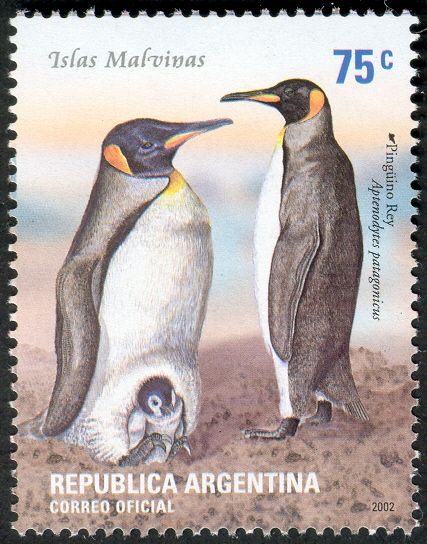 King Penguin (Aptenodytes patagonica)