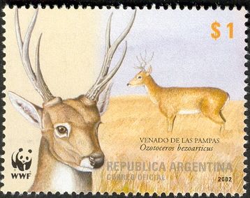 Pampas deer (Ozotoceros bezoarticus)