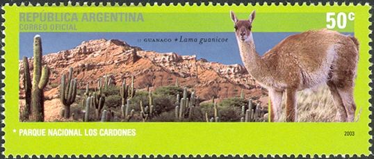 Los Cardones National Park - Guanaco (Lama guanicoe) 