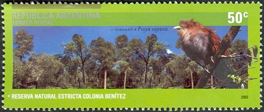 Colonia Benítez - Squirrel Cuckoo (Piaya cayana)