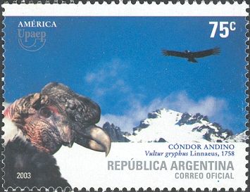 Andean Condor (Vultur gryphus)