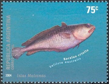 Red Cod (Salilota australis)