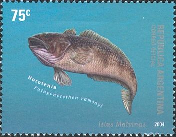 Longtail Southern Cod (Patagonotothen ramsayi)
