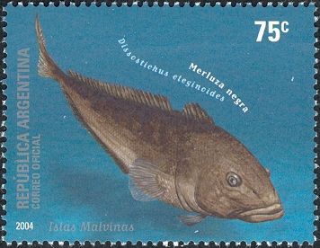 Patagonian Toothfish (Dissostichus eleginoides)