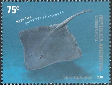 Graytail Skate (Bathyraja griseocauda)
