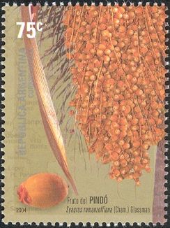 Fruit of the Pindó tree (Syagrus romanzoffiana)