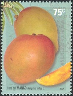 Fruit of the Mango tree (Mangifera indica)