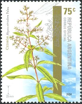 Lemon Verbena (Aloysia citriodora)