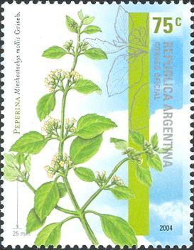 Menthone (Minthostachys mollis)