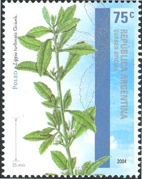 Poleo (Lippia turnbinata)