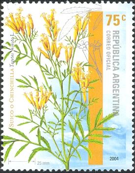 Wild Marigold (Tagetes minuta)